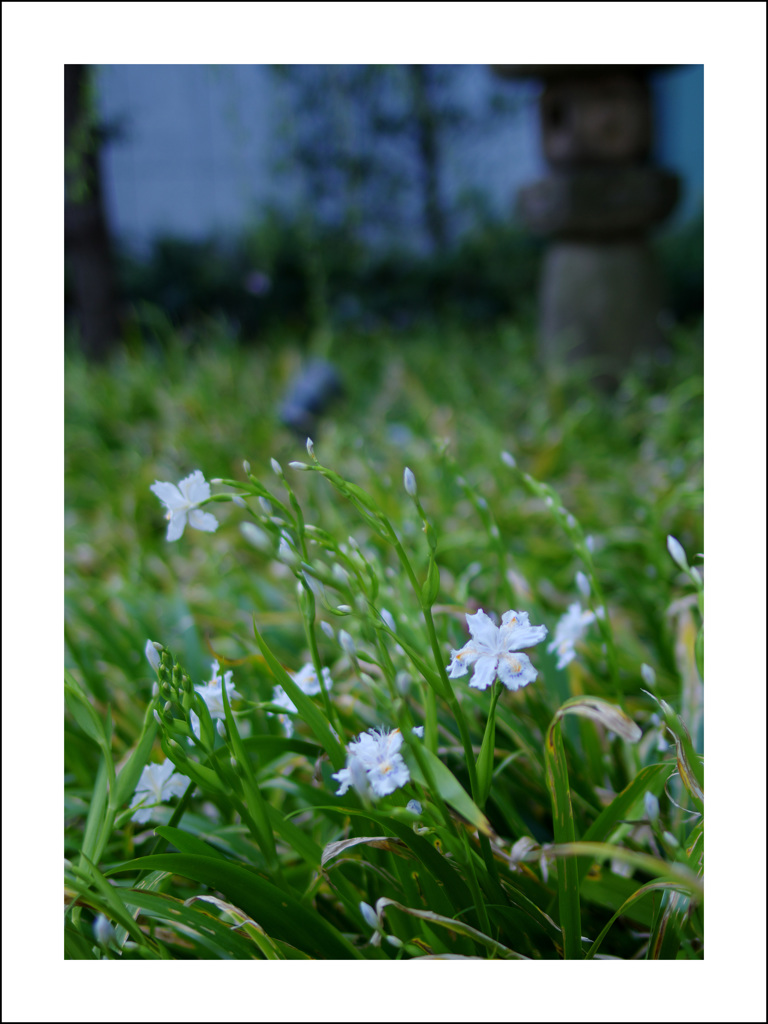 都心の花３