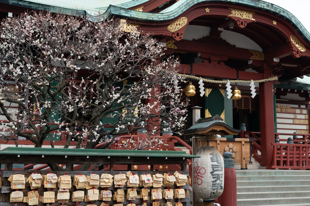 今日の1枚---亀戸天神社