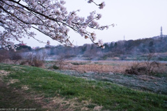 川霧の桜