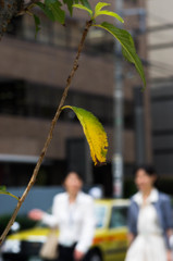 日の丸、桜