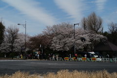 半蔵門の桜