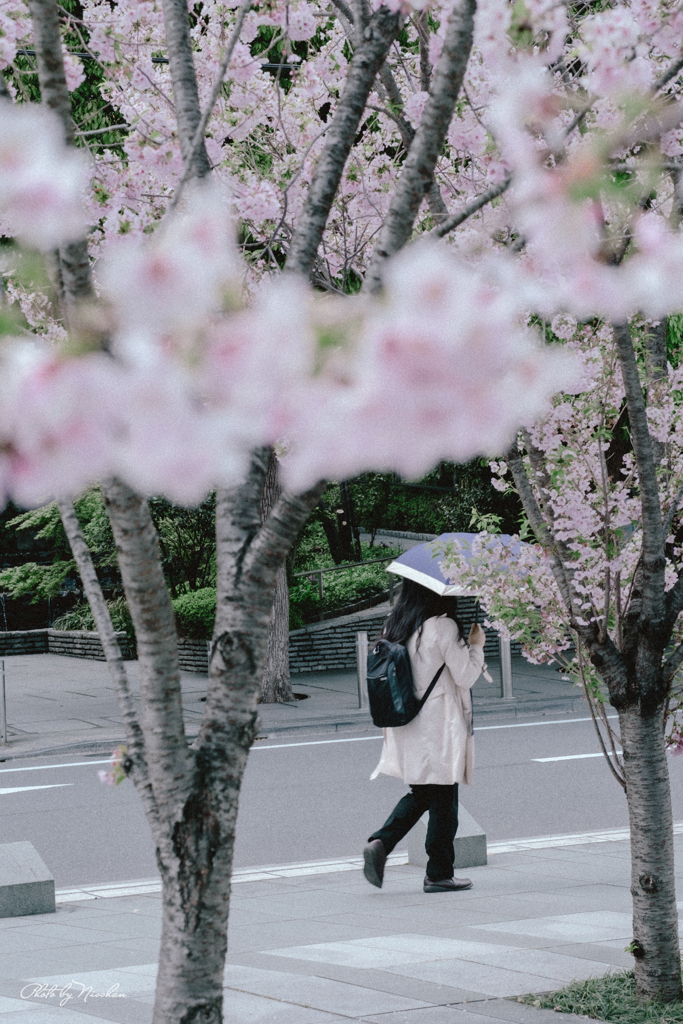 早くも日傘　フィルム調②