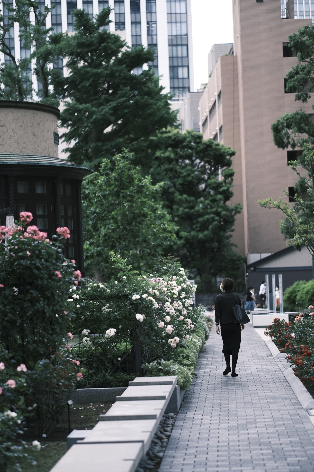 XF56㎜の薔薇　その１