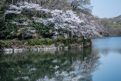 波静かな桜