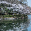 波静かな桜