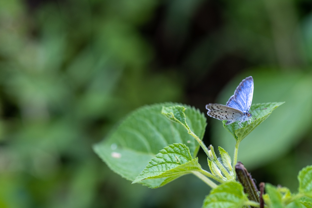 名を知らぬシジミ