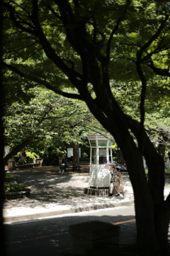 サツキの風光る