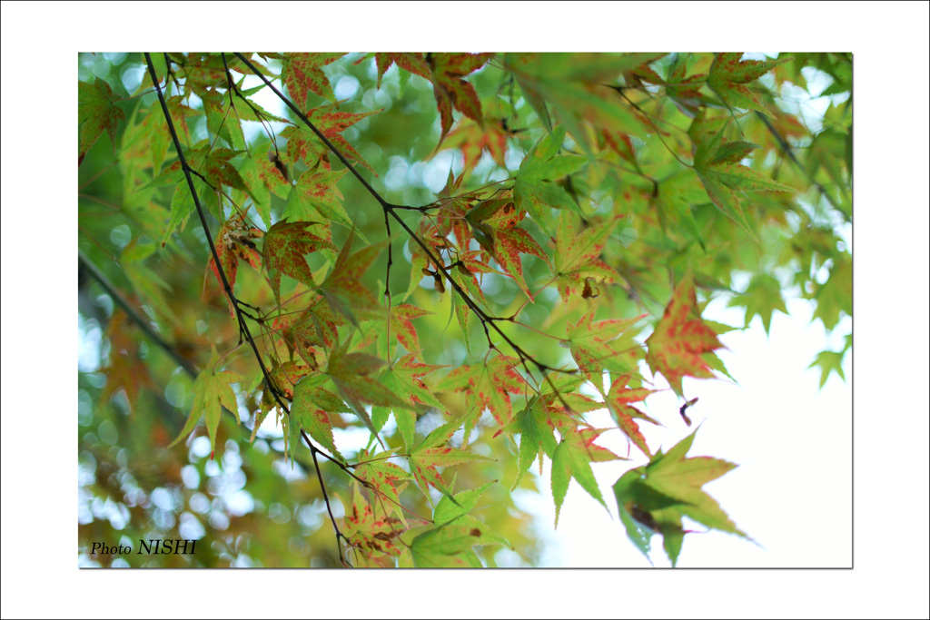 草津ホテル（５）