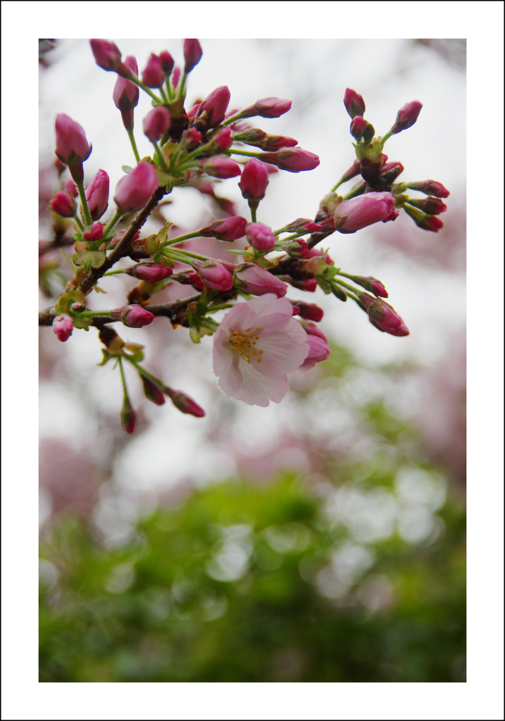 思い出の桜