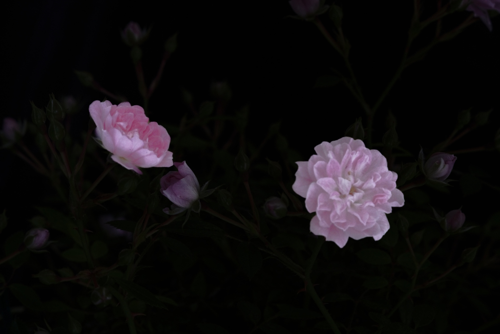 今日の1枚のつもり--昨日の薔薇