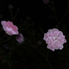 今日の1枚のつもり--昨日の薔薇