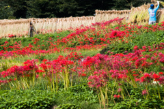 紅に干す