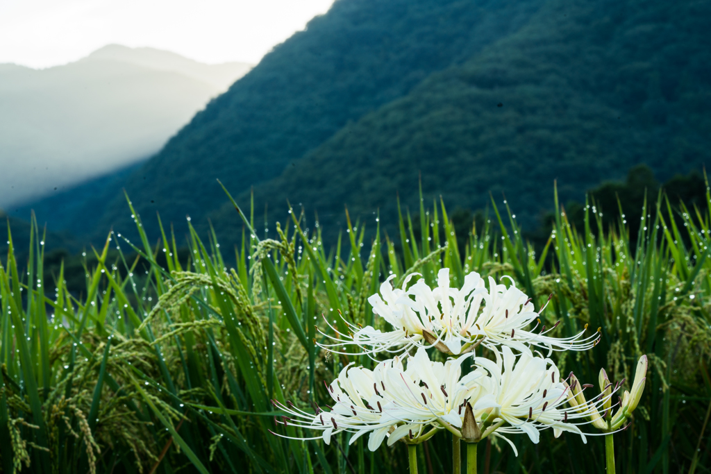 今季最初の彼岸花