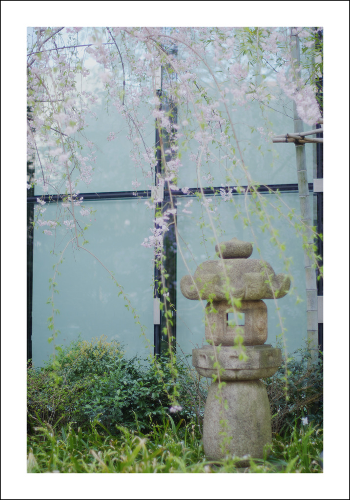 都心の花２
