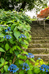 参道の花