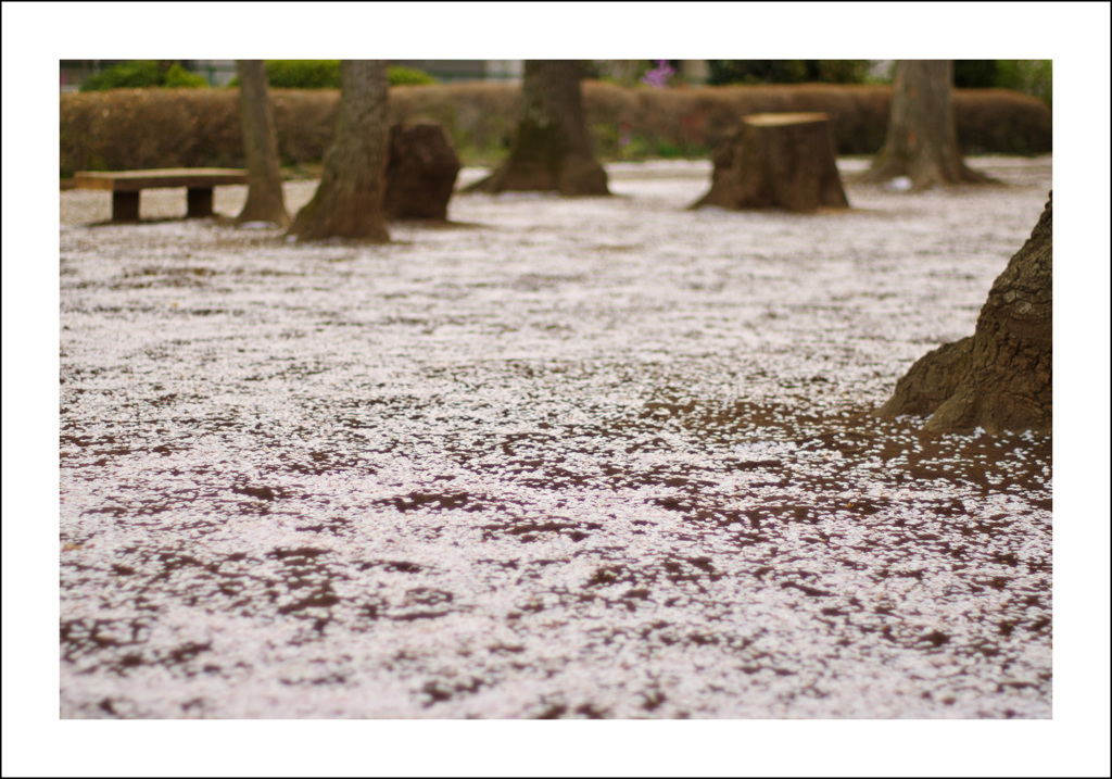 花開いて風雨多し