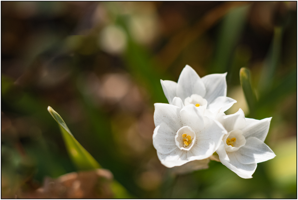 節分の花