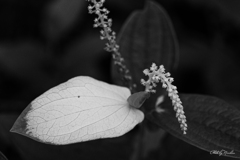 コンビニまでのACROS①