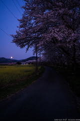 月下の桜