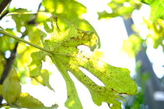 ご近所散歩３景---空を撮る