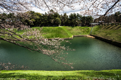 桜の半蔵門