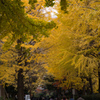 上野公園の秋