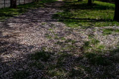 公園の桜色