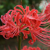 彼岸花