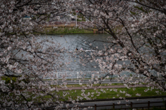 花の公園---さざ波