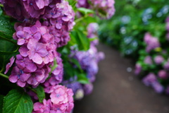 紫陽花の小路