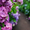 紫陽花の小路
