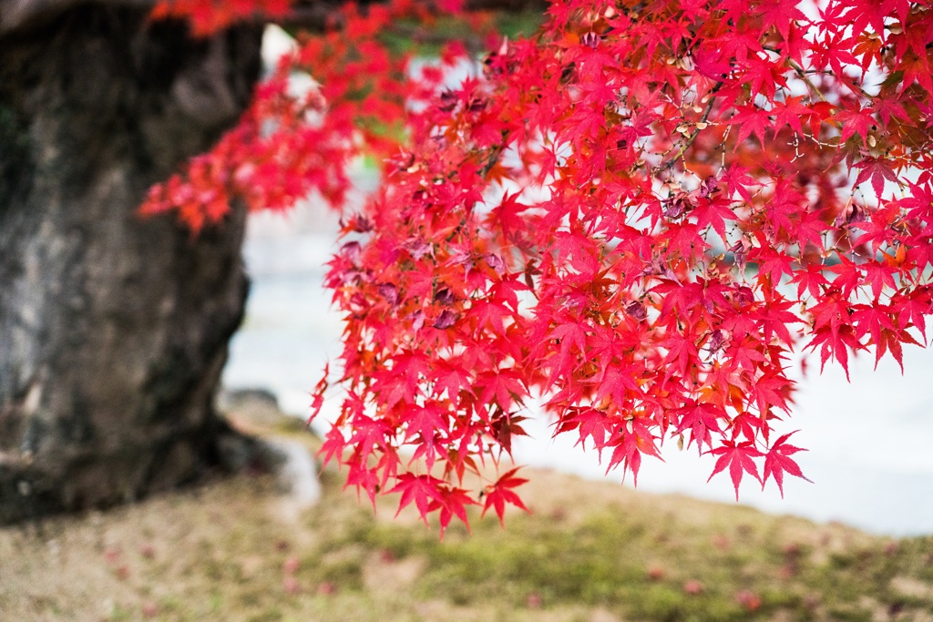 下紅葉