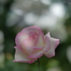 薔薇の季節