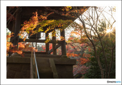 夕陽の平林寺