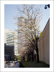 首相公邸の桜