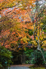 秋の室生寺