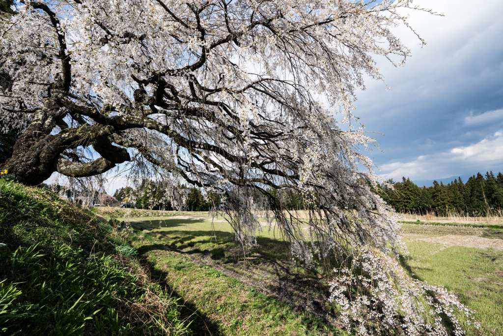 西春近の桜⑤