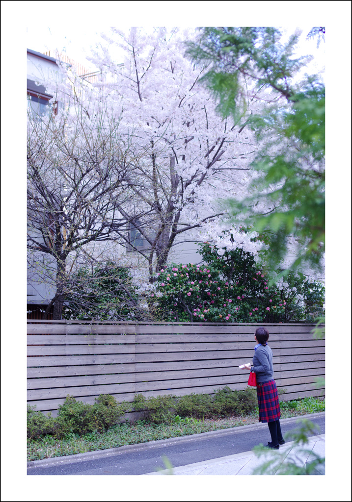都心の花５