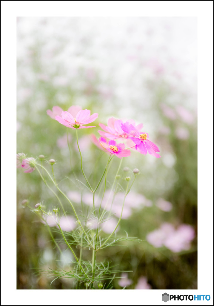 秋風に揺らぎます