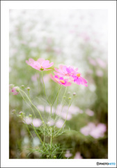 秋風に揺らぎます