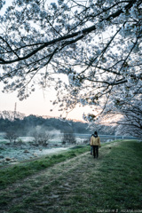 朝散歩の桜