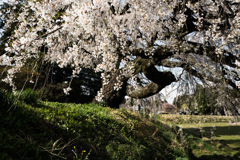 西春近の桜⑥