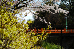 花咲く公園の赤い橋