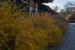 元興寺、萩の秋