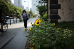 名の知らぬ花