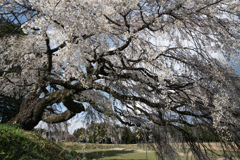 西春近の桜④