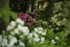今朝の通勤路　3景の2