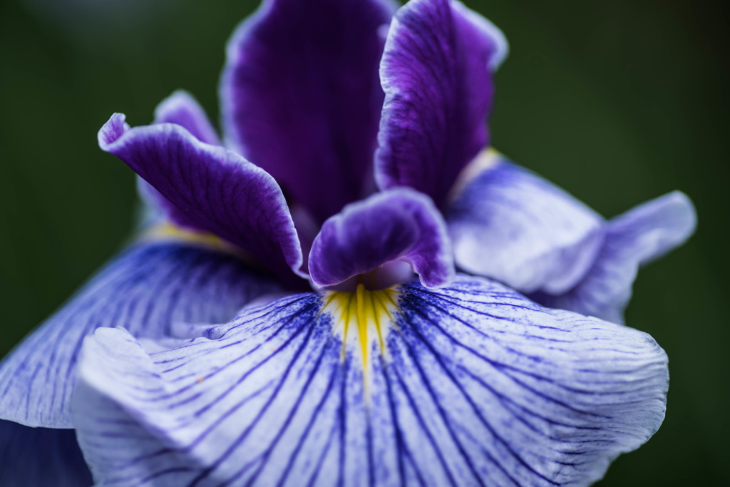 花菖蒲その２