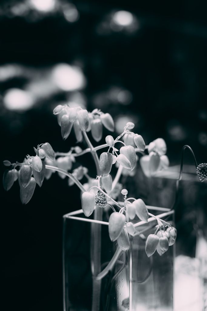 モノクロの花屋