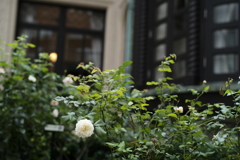 秋薔薇の洋館